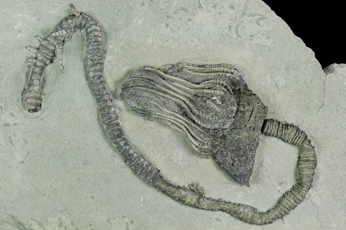 Crinoid (Platycrinites) Fossil - Crawfordsville, Indiana #125915